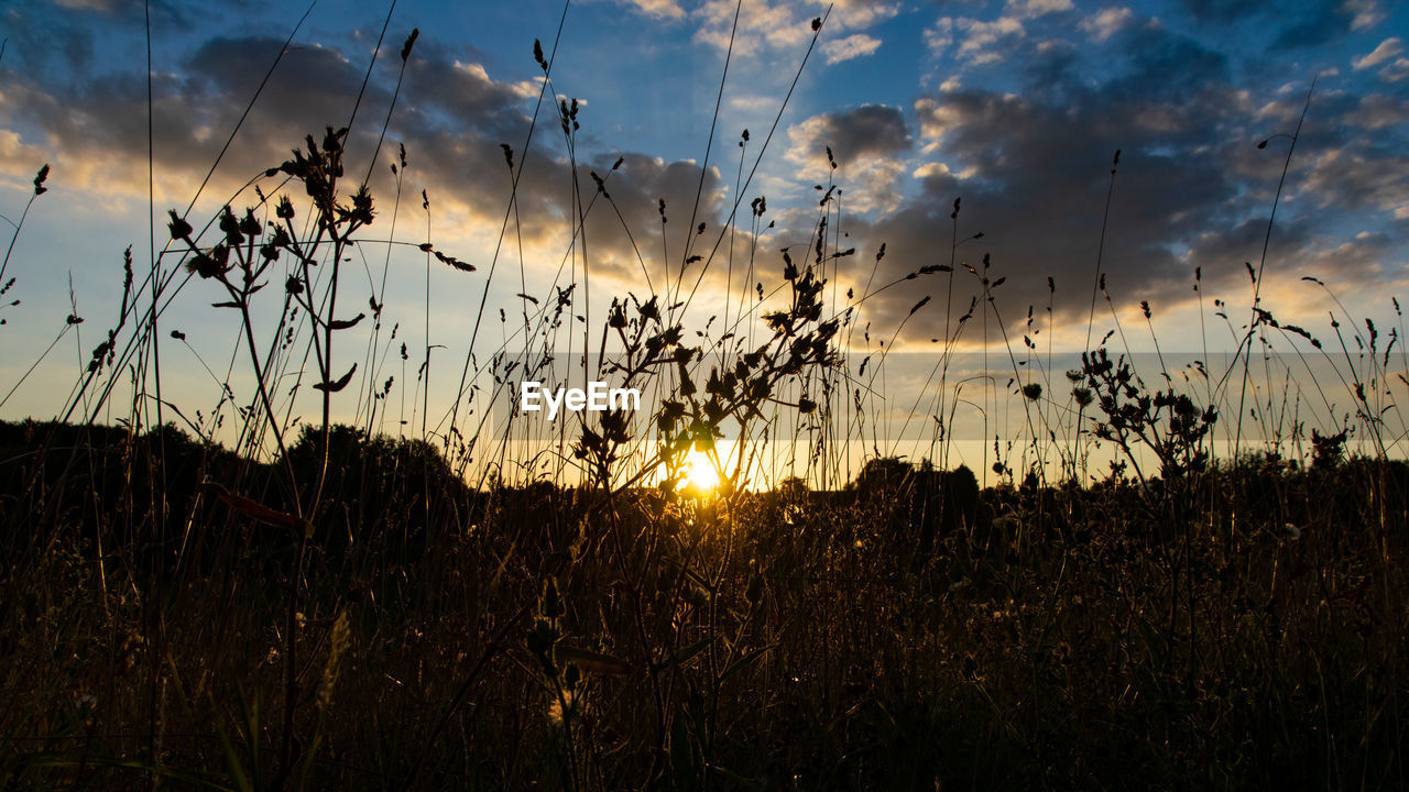 low angle view of trees against sky during sunset