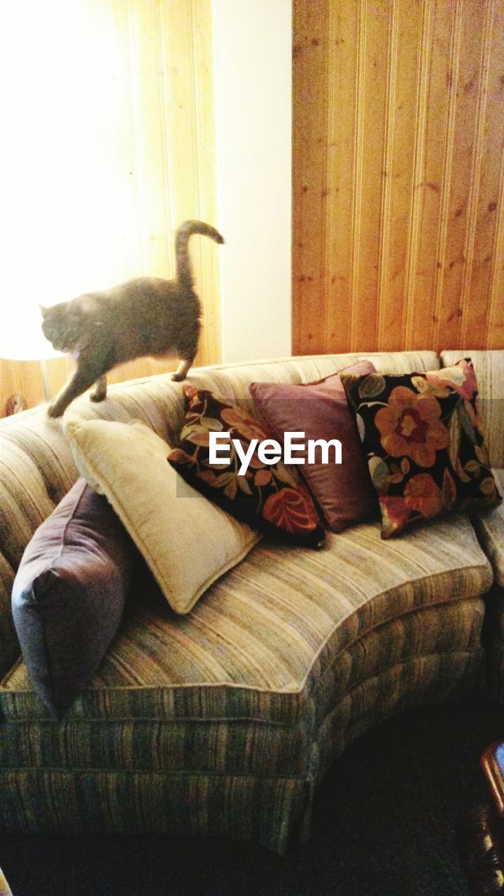 View of cat walking on sofa