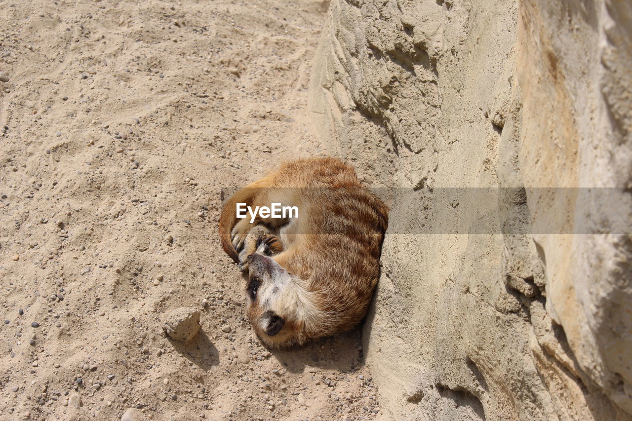 High angle view of meerkat lying on sand