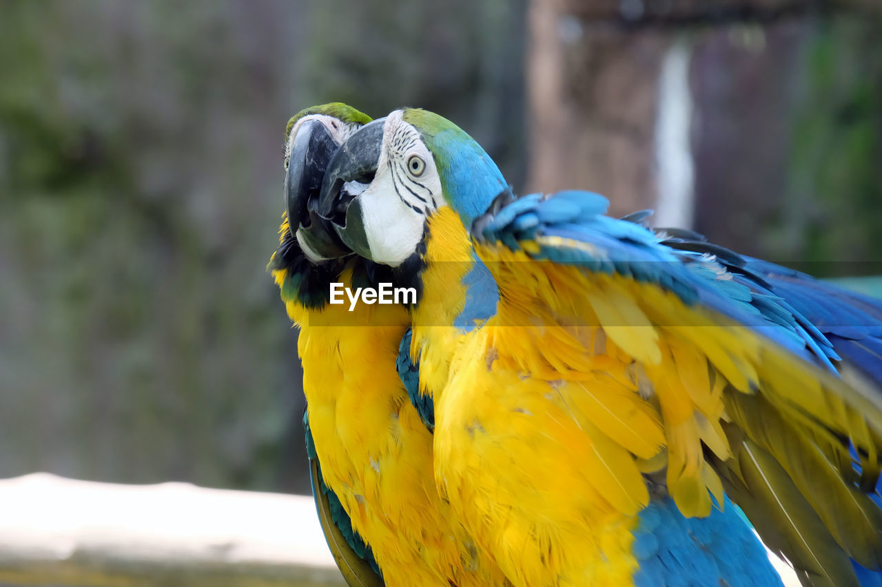 CLOSE-UP OF PARROT PERCHING ON BRANCH