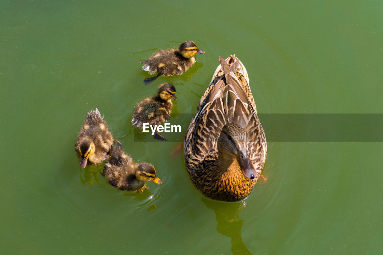 High angle view of mallard duck with ducklings swimming in lake