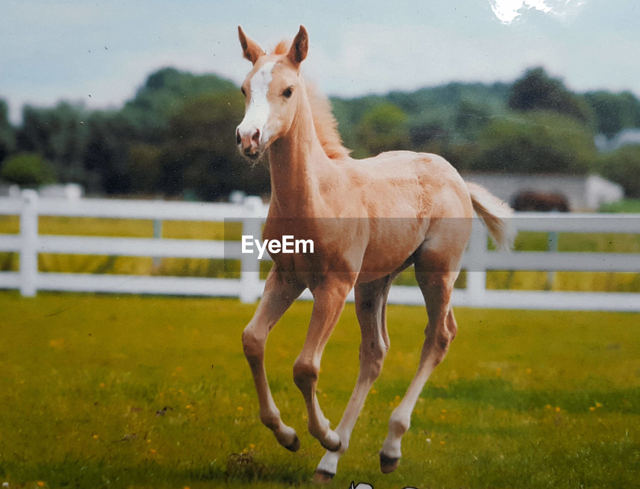 Horse standing in ranch