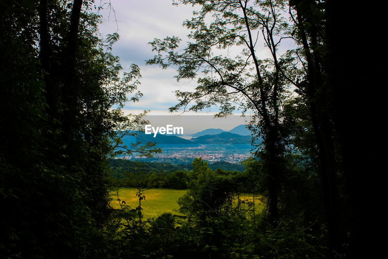 SCENIC VIEW OF TREES GROWING IN FOREST