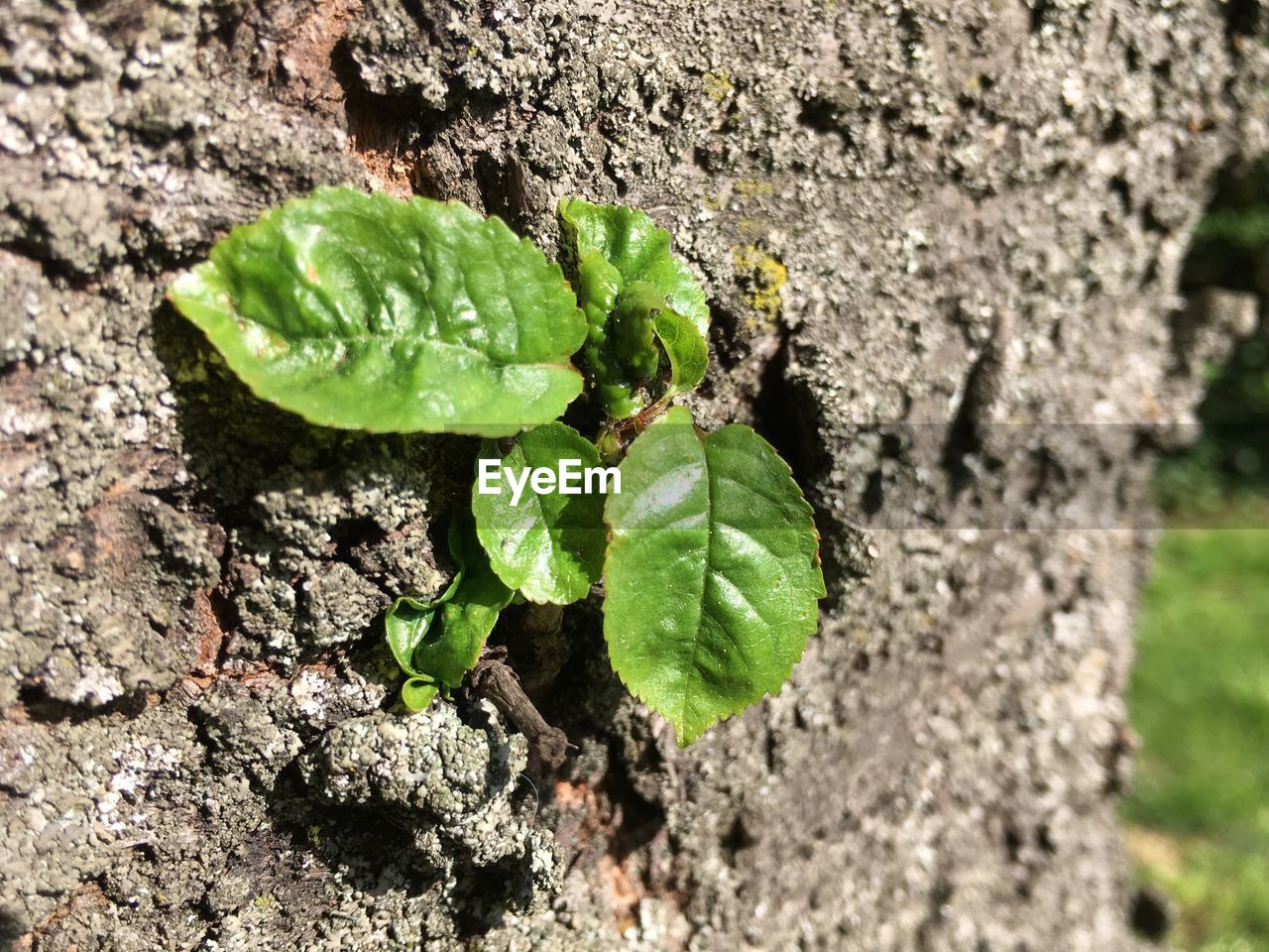 CLOSE-UP OF GREEN LEAF