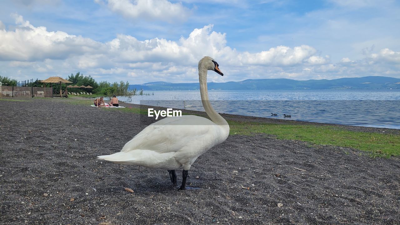 bird, animal themes, animal, water, animal wildlife, wildlife, sky, swan, sea, cloud, nature, beach, land, day, beauty in nature, no people, travel destinations, water bird, ducks, geese and swans, goose, full length, one animal, outdoors, white, environment, shore, travel