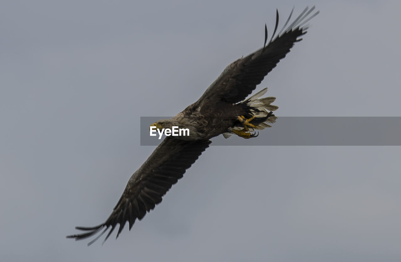 Low angle view of sea eagle flying against clear sky