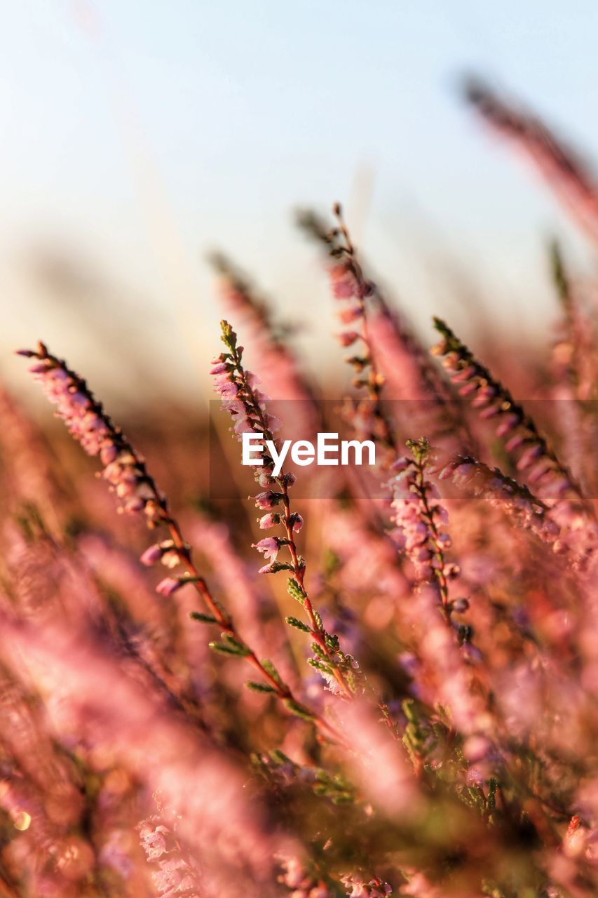 Close-up of wheat growing on field