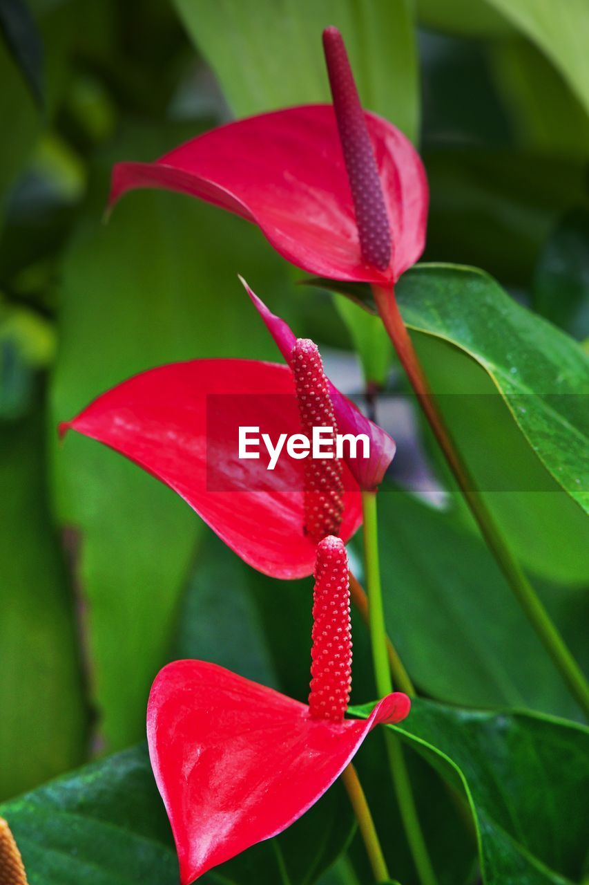 Close-up of red flowering plant