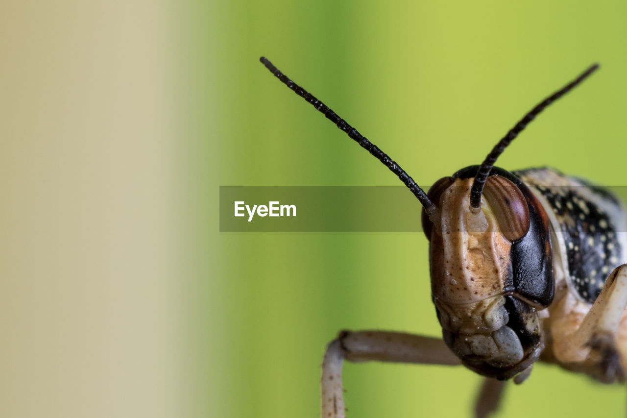 Extreme close-up of locust