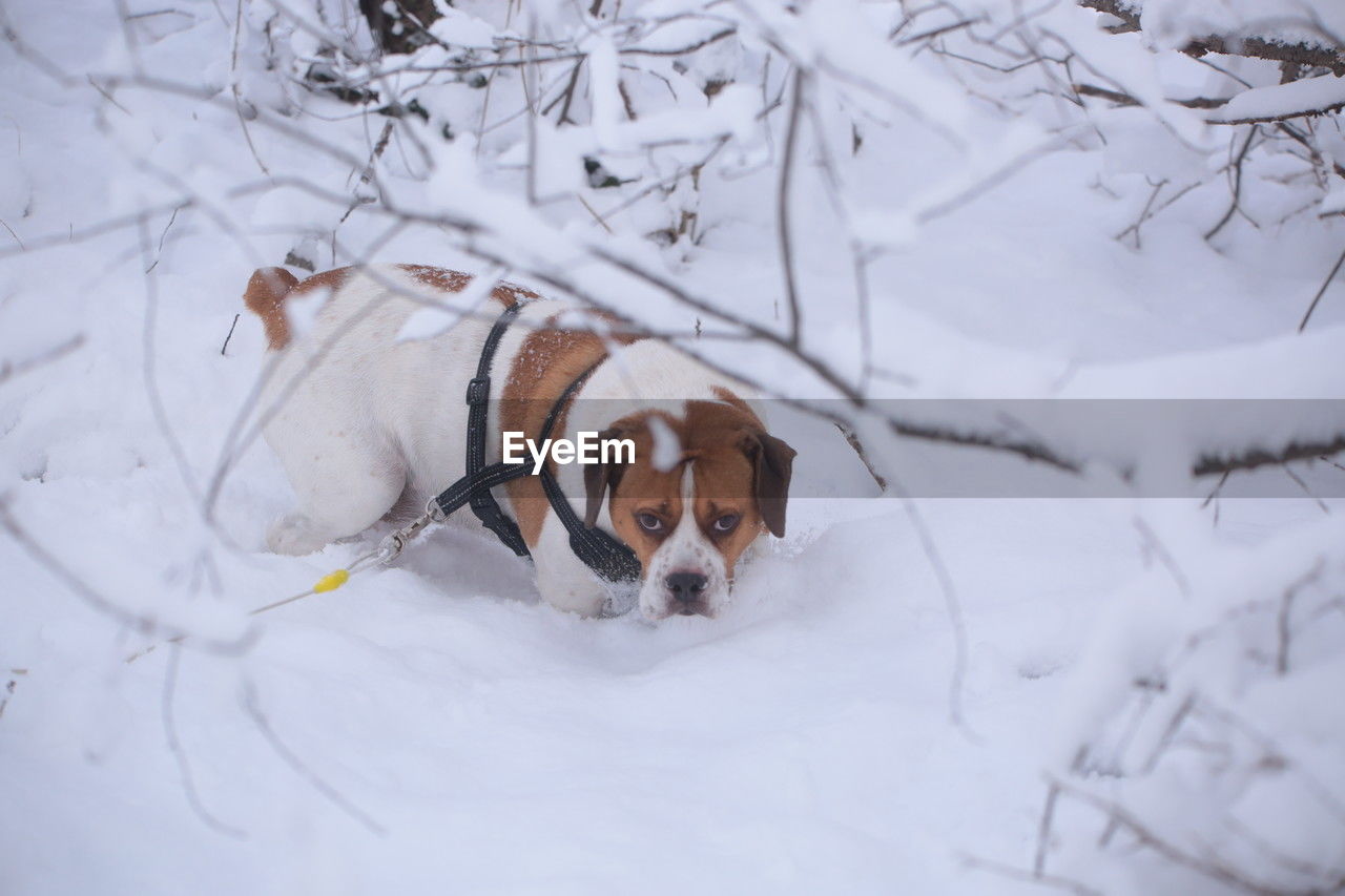 one animal, snow, winter, mammal, animal, canine, dog, animal themes, cold temperature, domestic animals, pet, nature, white, no people, tree, plant, portrait, land, carnivore, purebred dog, outdoors