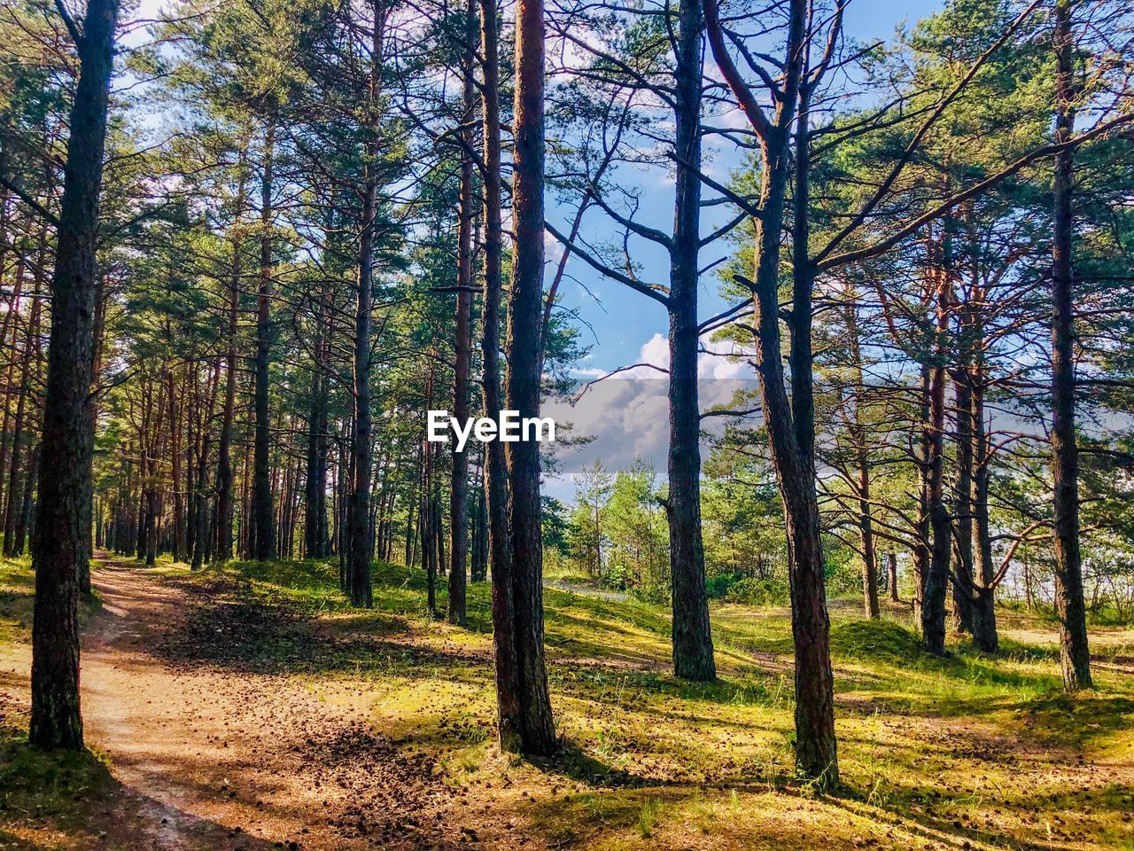 Pine trees in forest