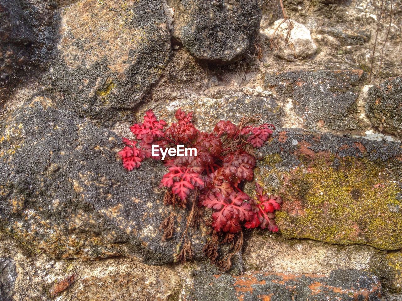 CLOSE-UP OF RED FLOWERS