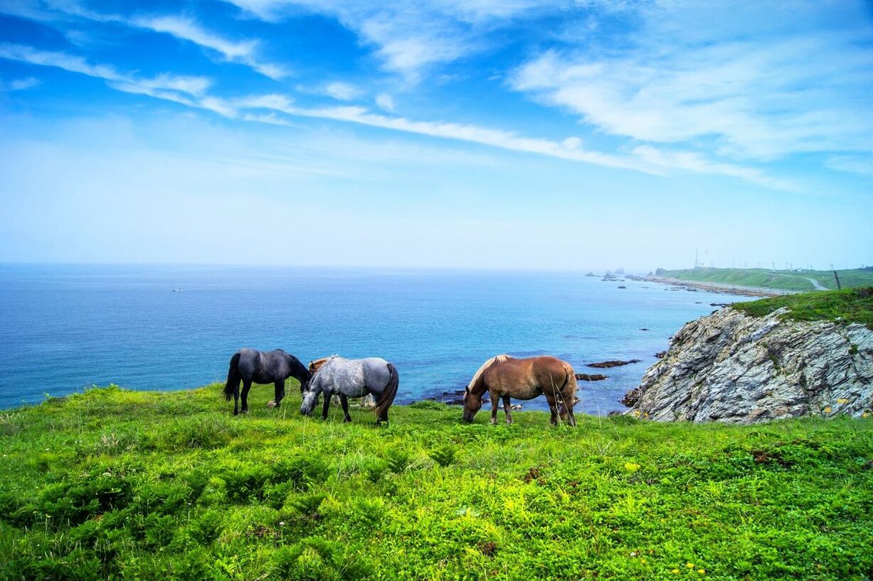 Horses grazing on landscape against calm blue sea