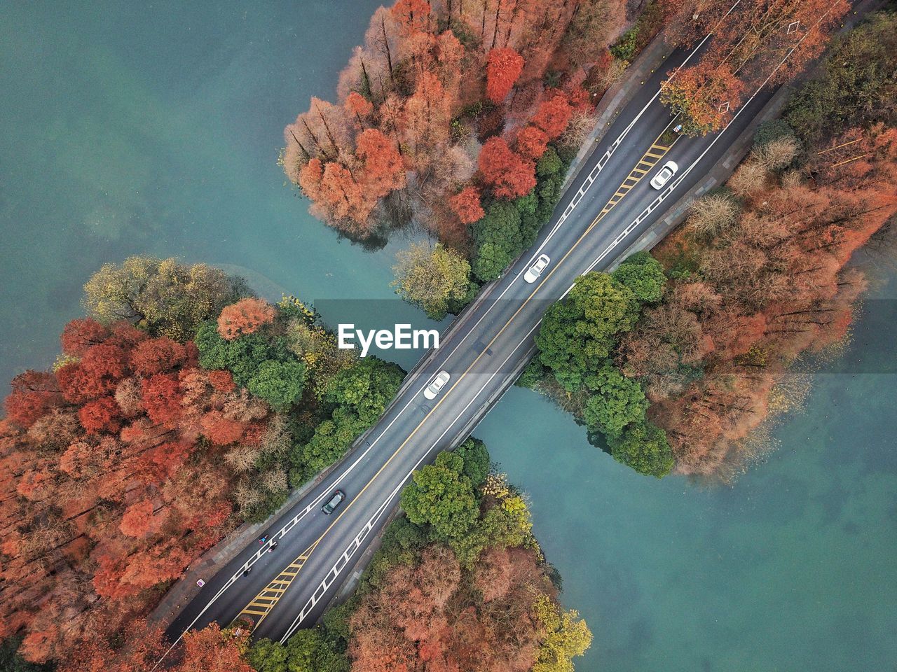 High angle view of autumn tree by road