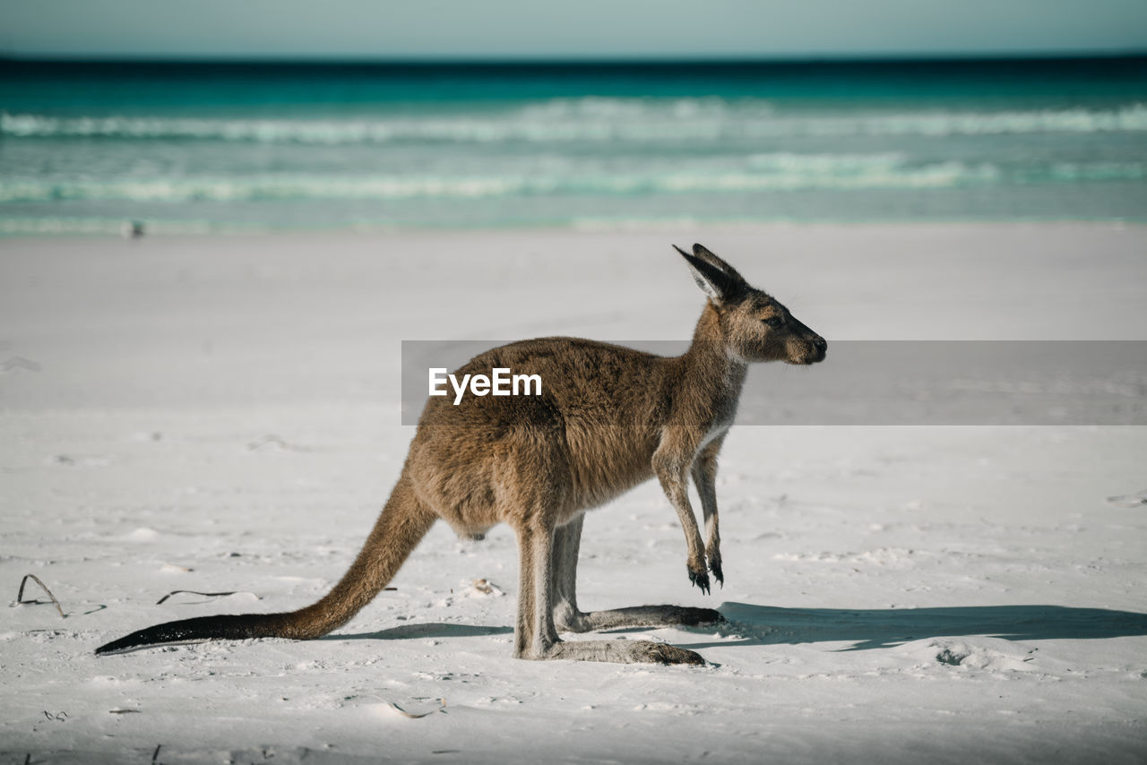 Kangaroo in australia 
