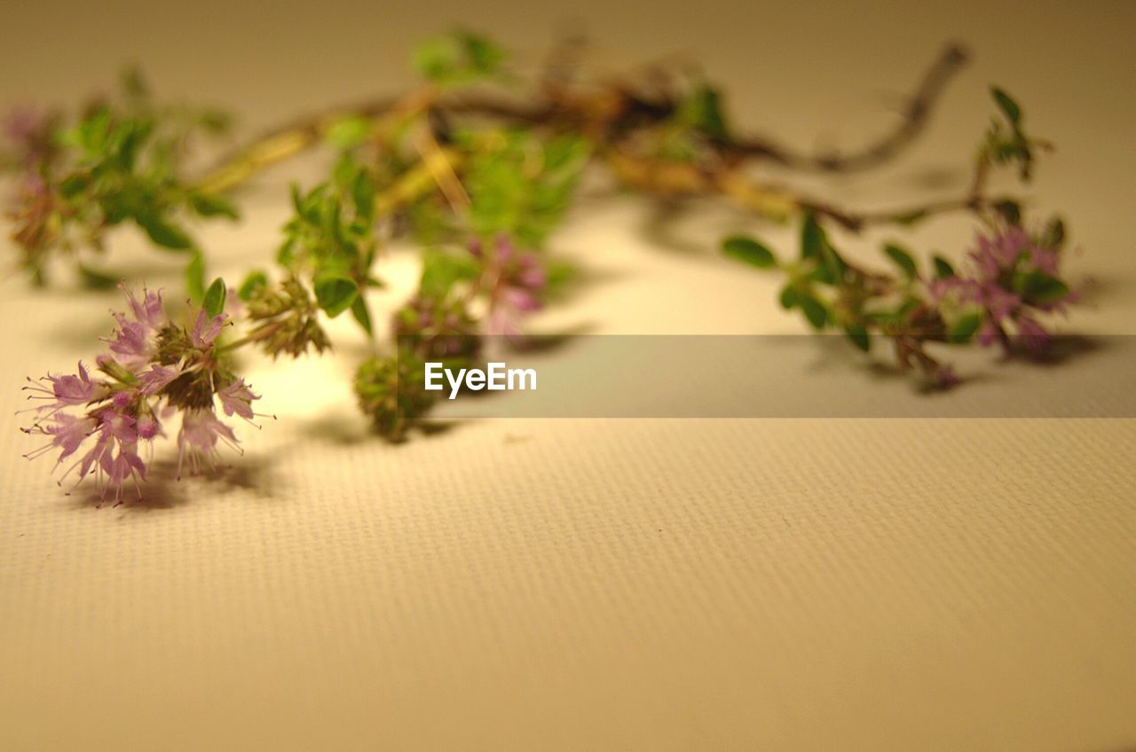 Close-up of plant on table