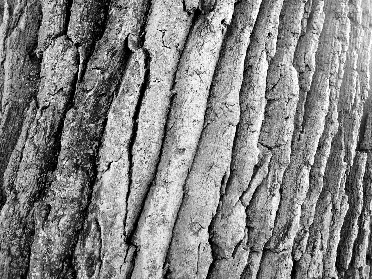 Full frame shot of tree trunk