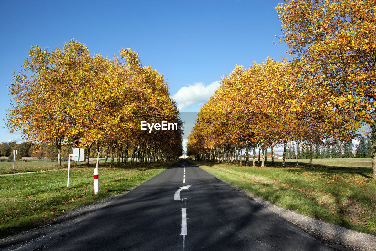 Trees along empty road in autumn