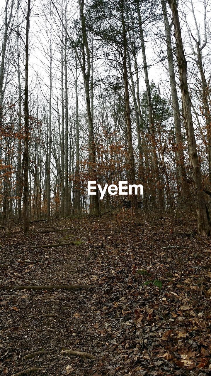 TREES IN FOREST AGAINST SKY