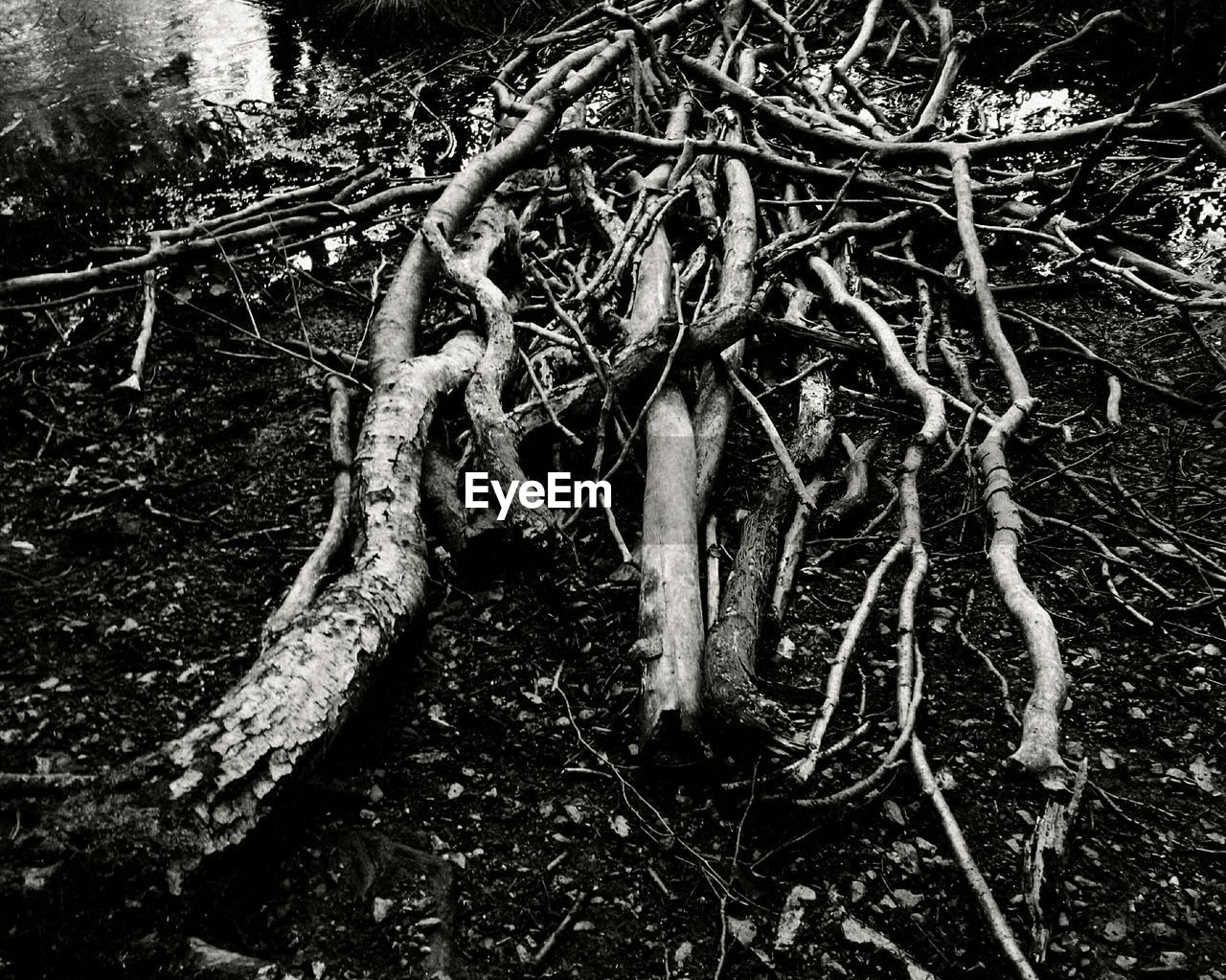 High angle view of dead trees on field