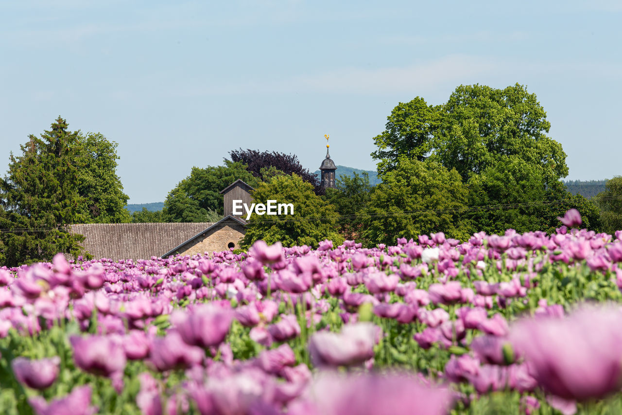 CLOSE-UP OF FRESH PINK FLOWERING PLANTS AGAINST SKY