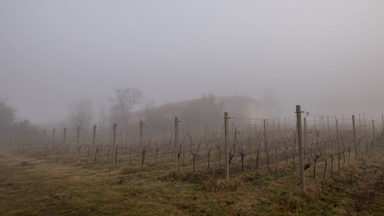 BARE TREES IN FOGGY WEATHER