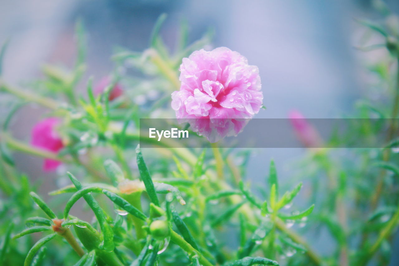 Close-up of pink flowering plant