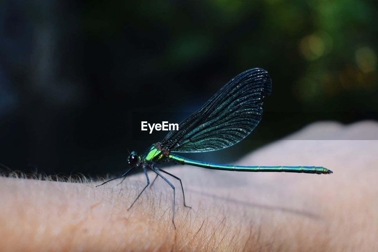 Close-up of damselfly on cropped hand