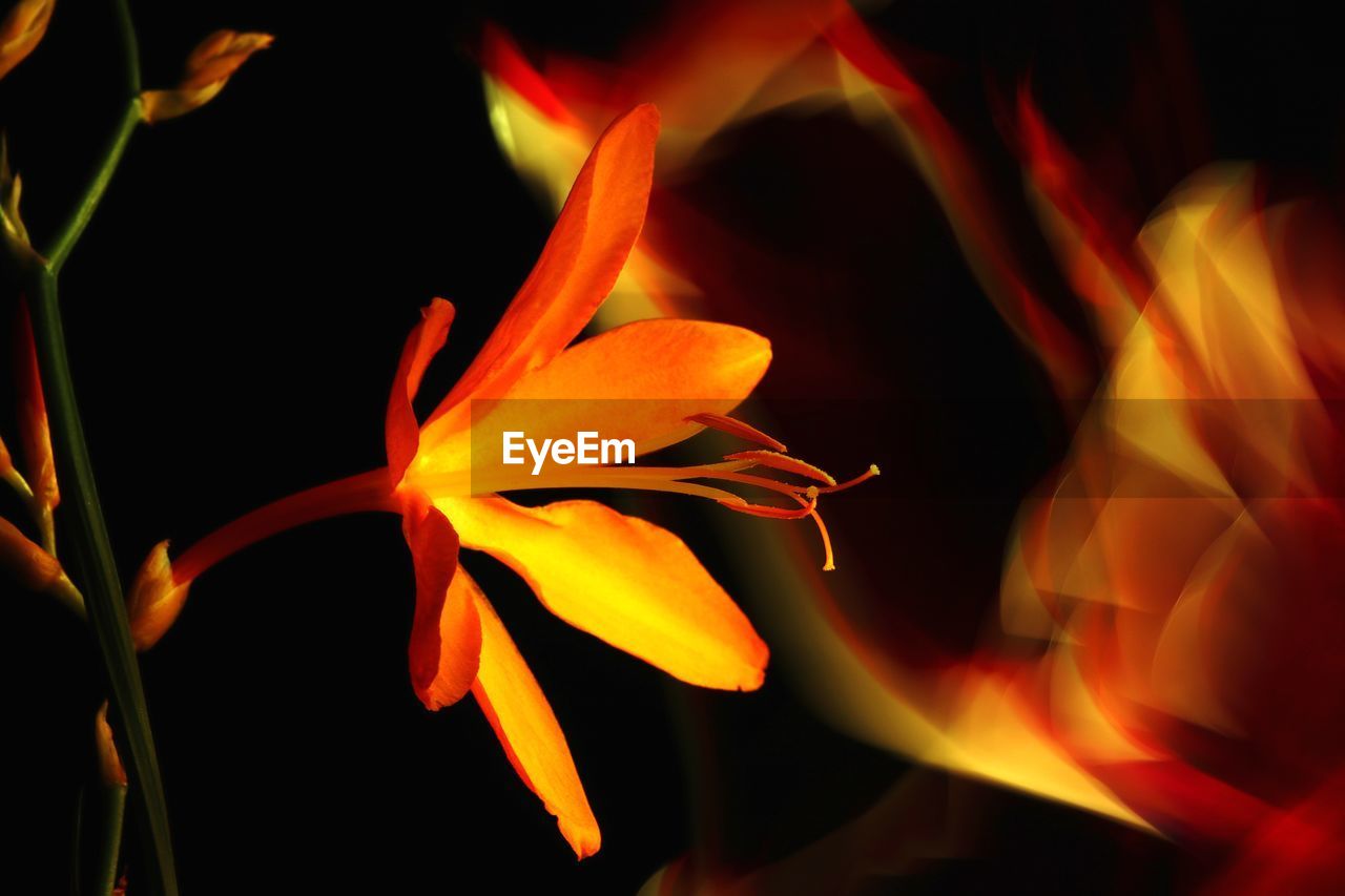 CLOSE-UP OF ORANGE FLOWER HEAD