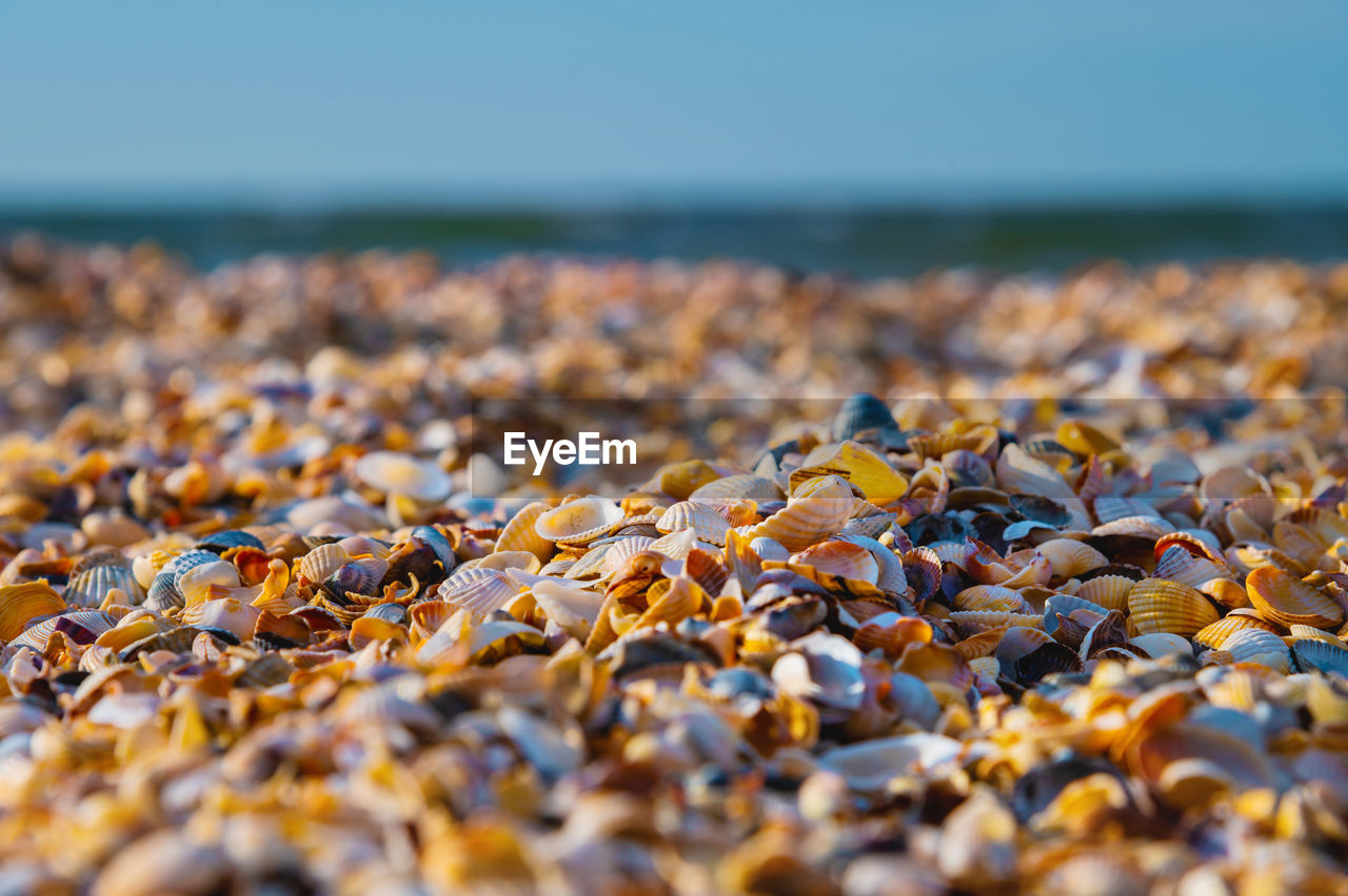 Close-up background of seashells on the morning shore. beach background with small shell, colorful