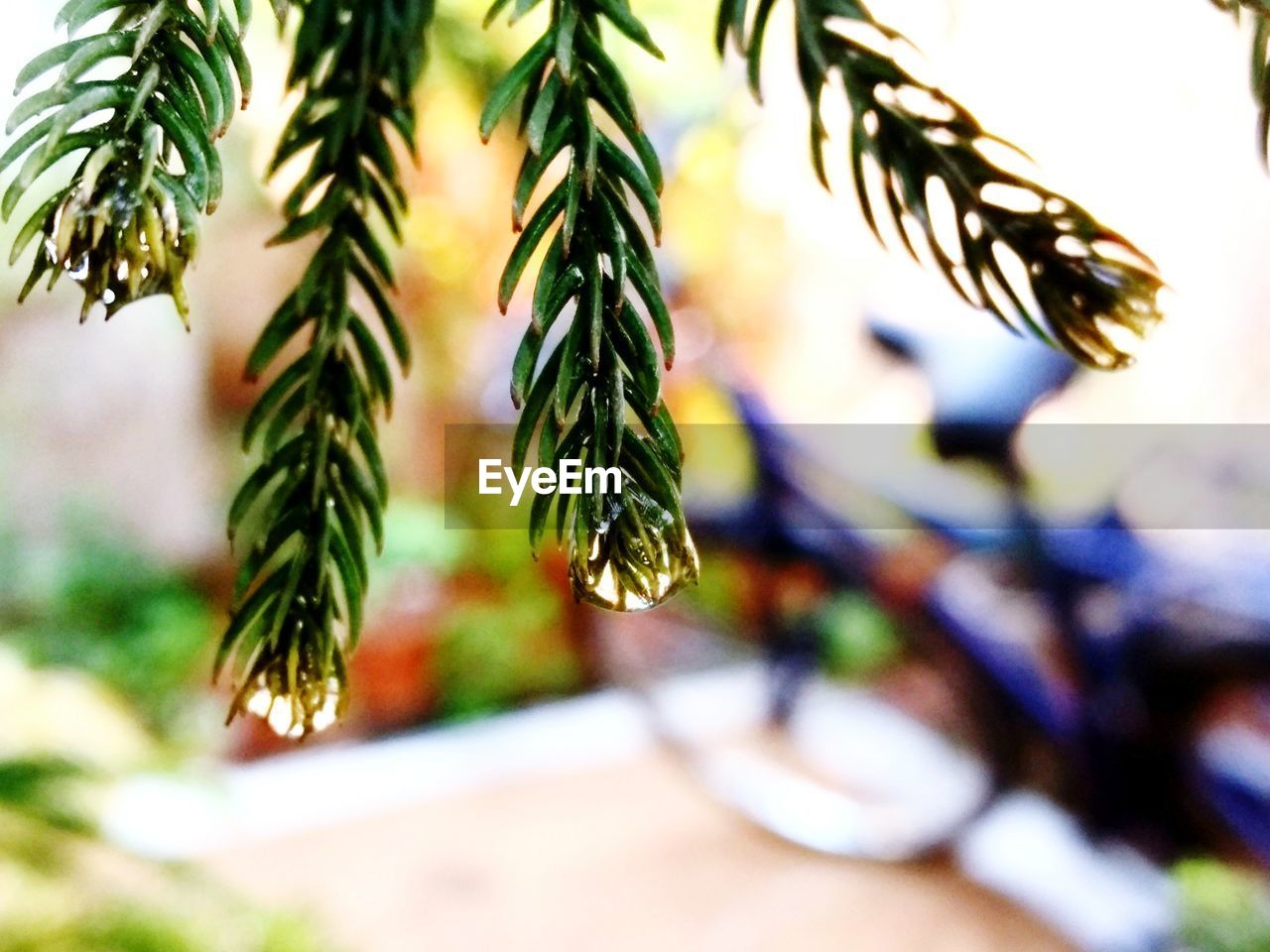 CLOSE-UP OF PLANT AGAINST TREES