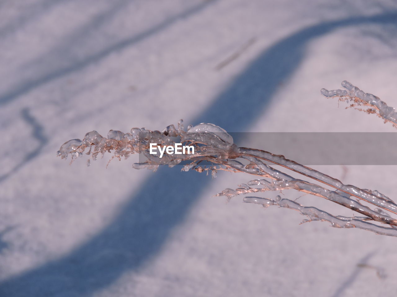 BUTTERFLIES ON SNOW AGAINST SKY