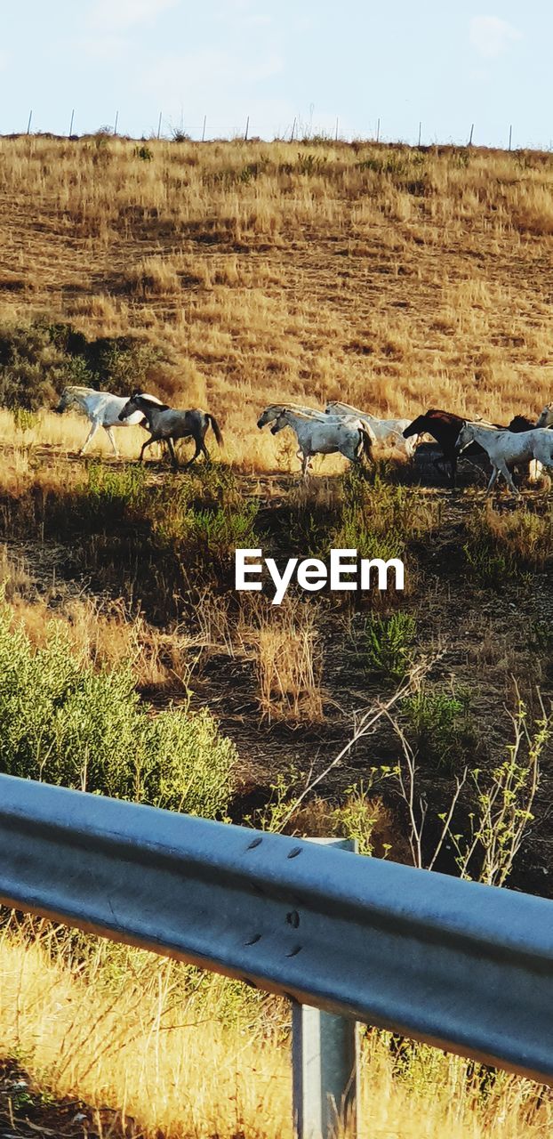 VIEW OF SHEEP IN FIELD