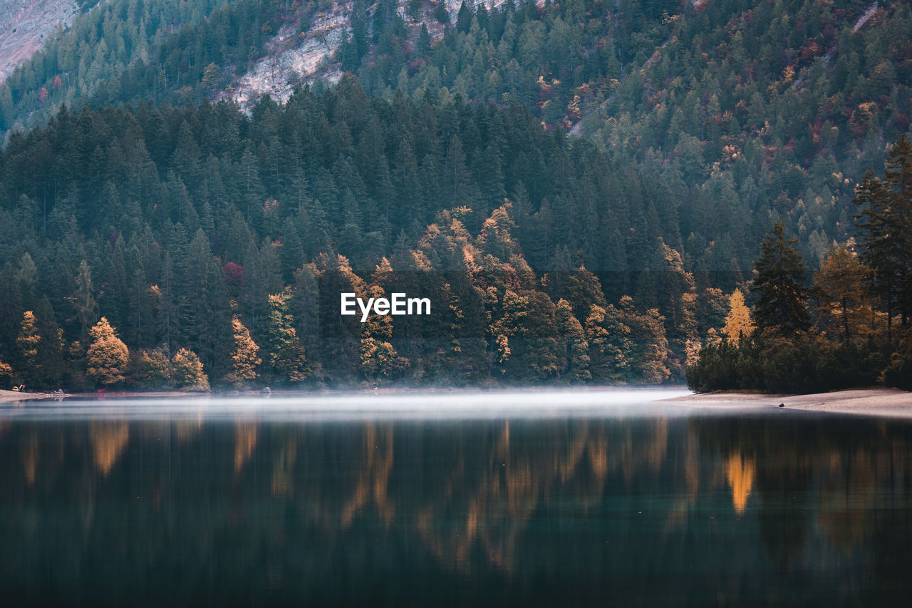 Scenic view of lake in forest