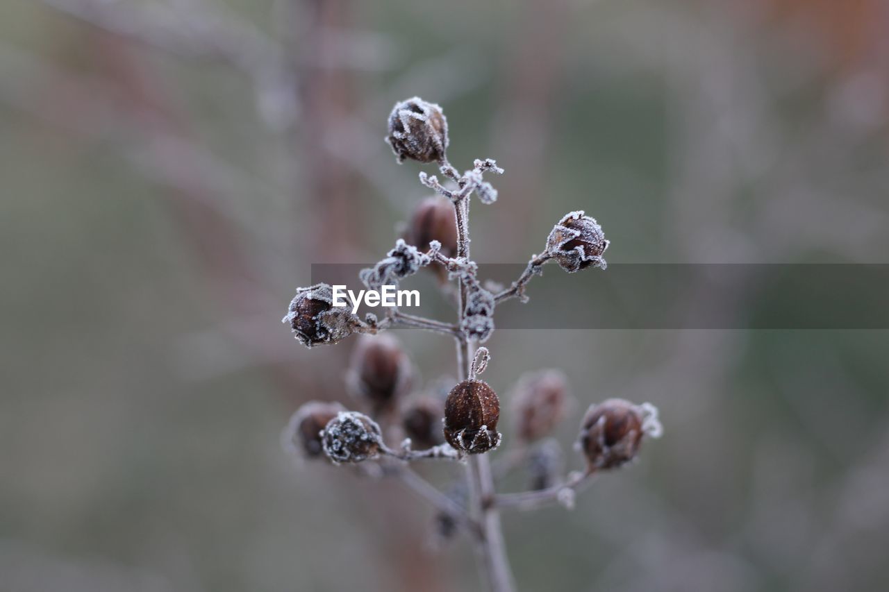 Close-up of plant