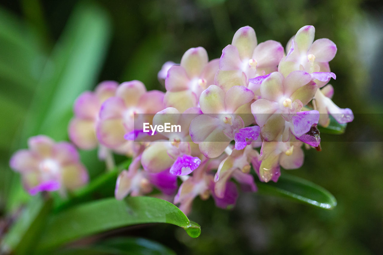 CLOSE-UP OF PURPLE FLOWER PLANT