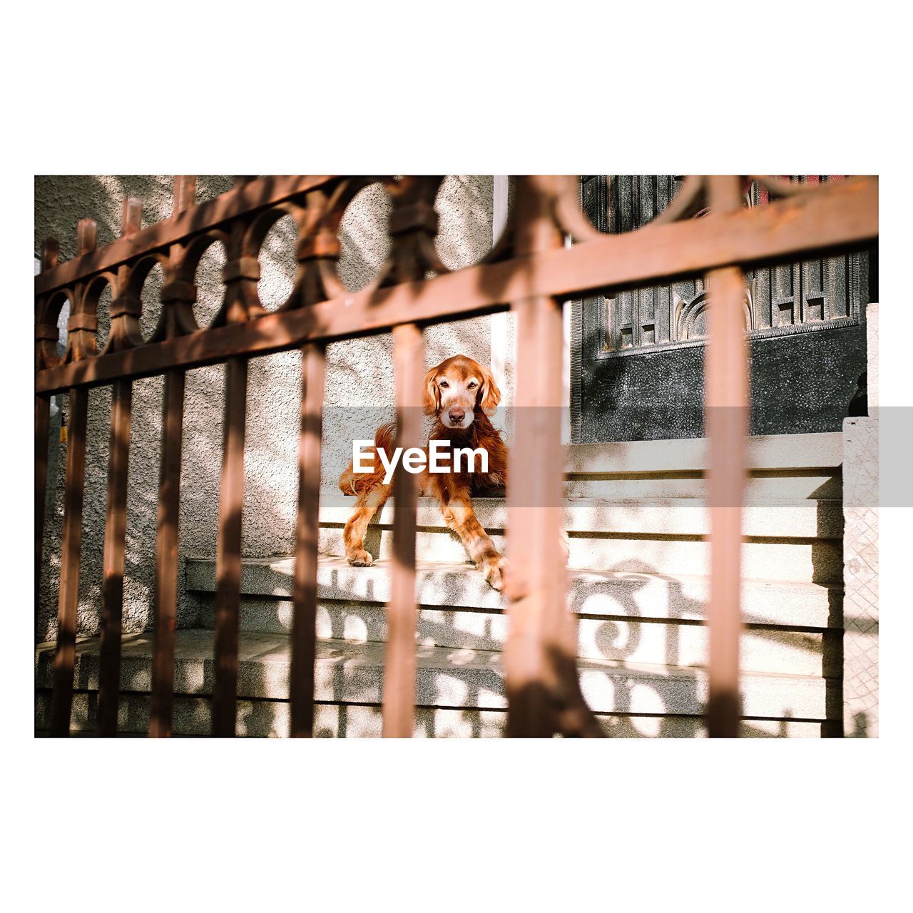 Portrait of dog on steps seen through fence