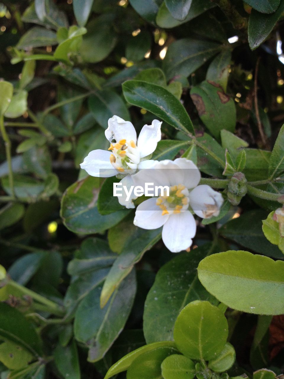 CLOSE-UP OF WHITE FLOWERS BLOOMING OUTDOORS