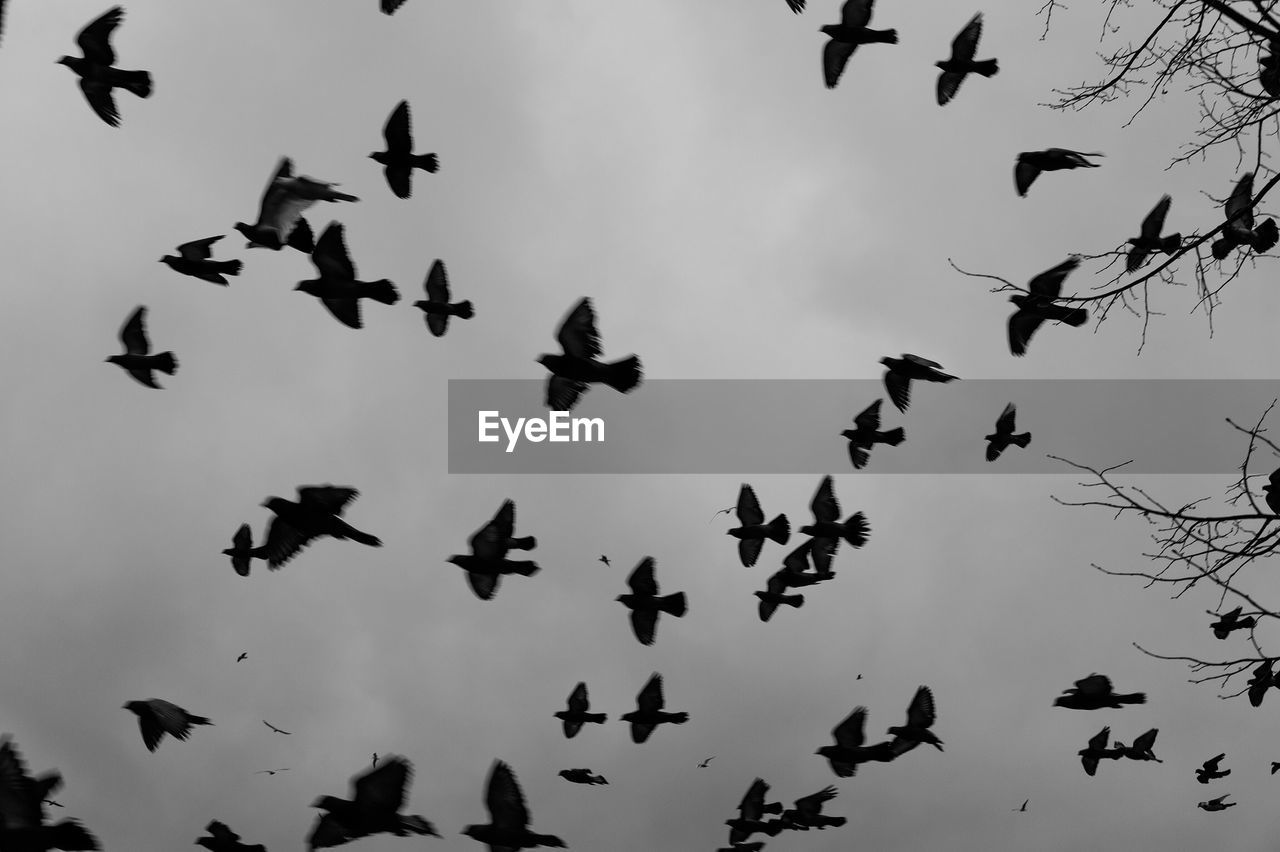 Silhouette flock of birds flying against sky at dusk