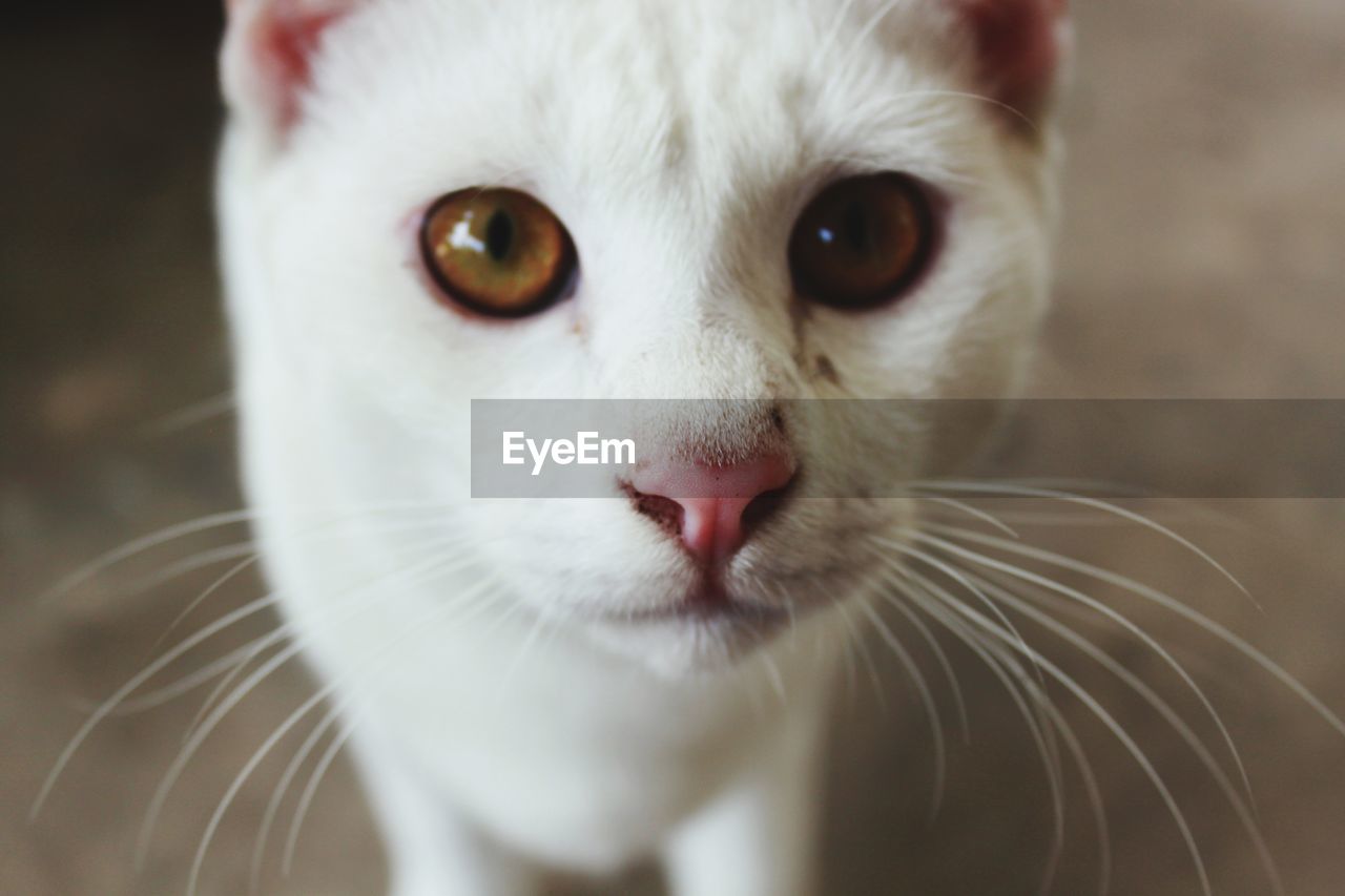 CLOSE-UP OF CAT
