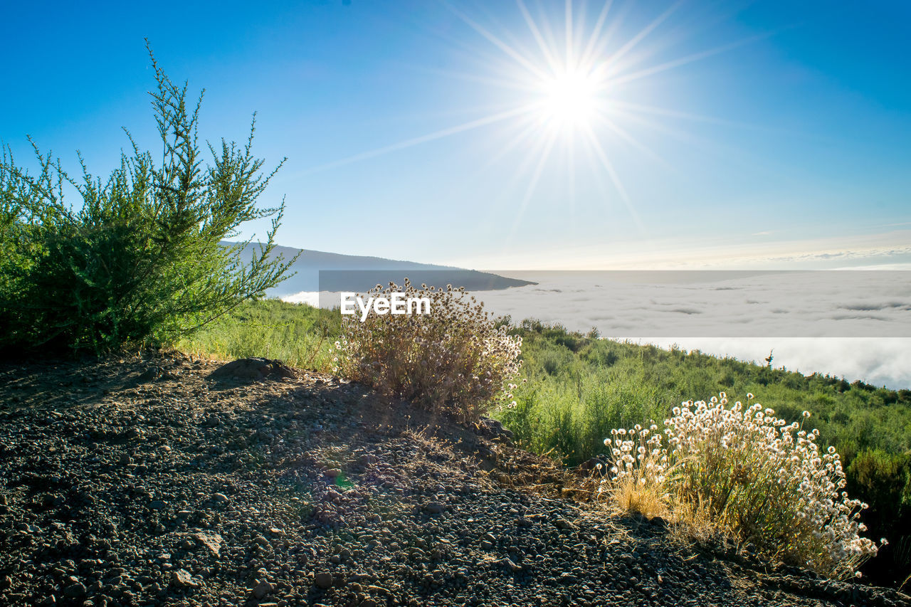 Scenic view of field against blue sky