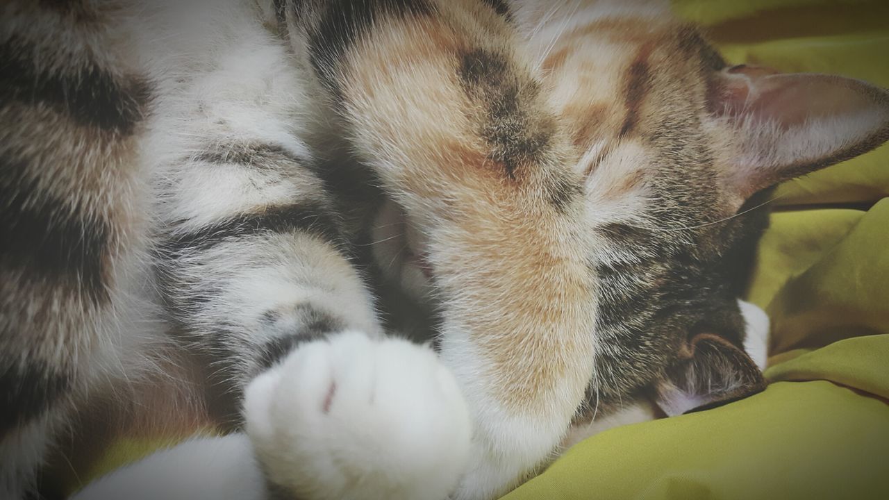 CLOSE-UP OF CAT SLEEPING