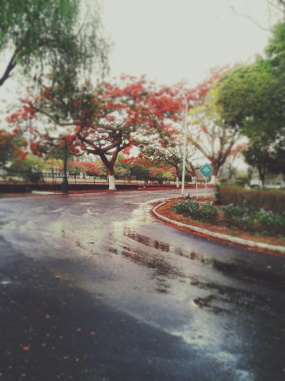 VIEW OF ROAD THROUGH TREES