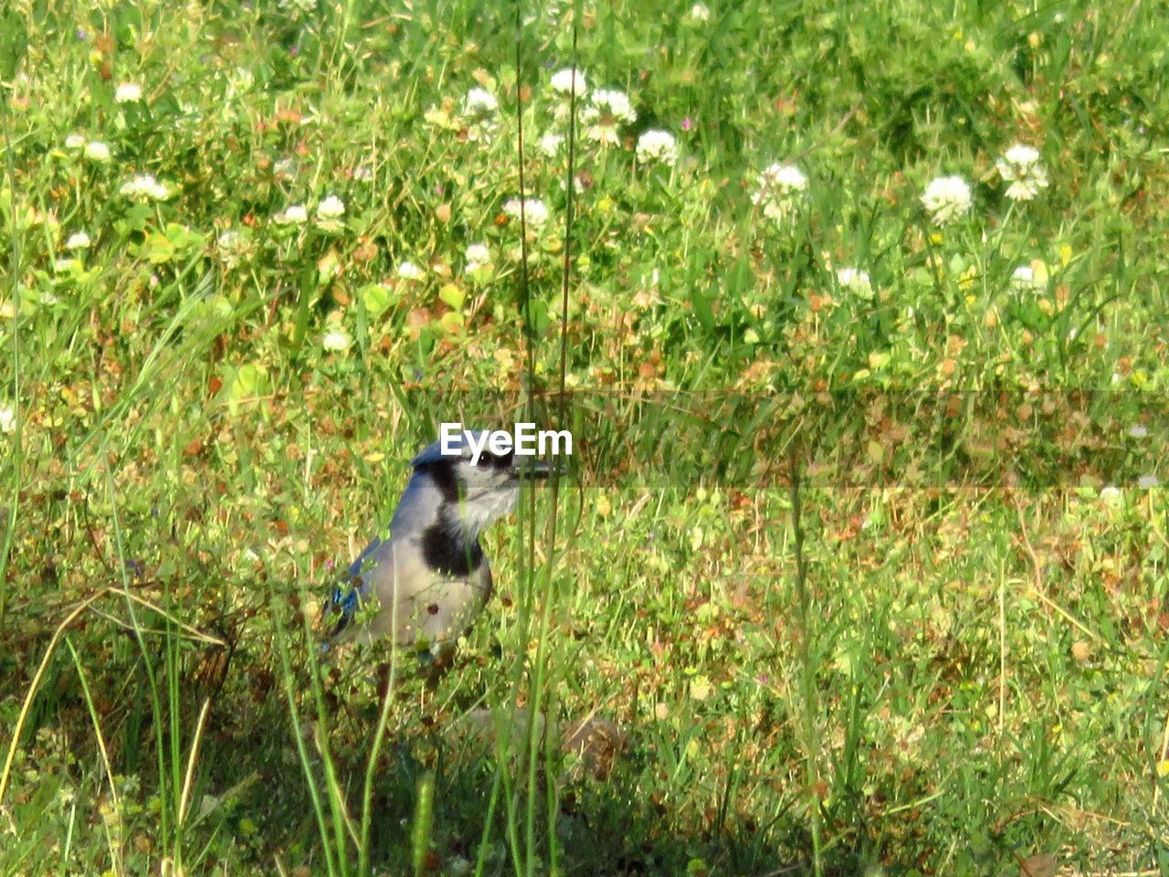 BIRD ON GRASS