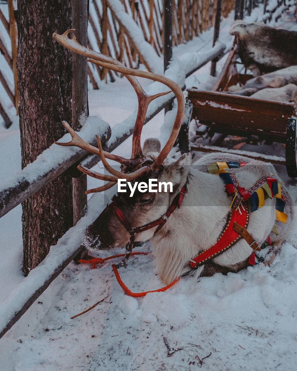 High angle view of reindeer sitting on snow covered land