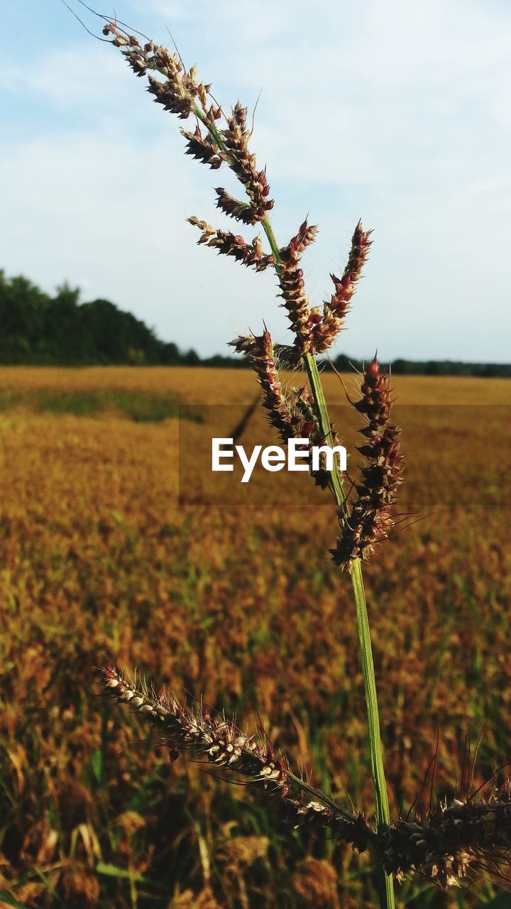 Close-up of plants growing on field