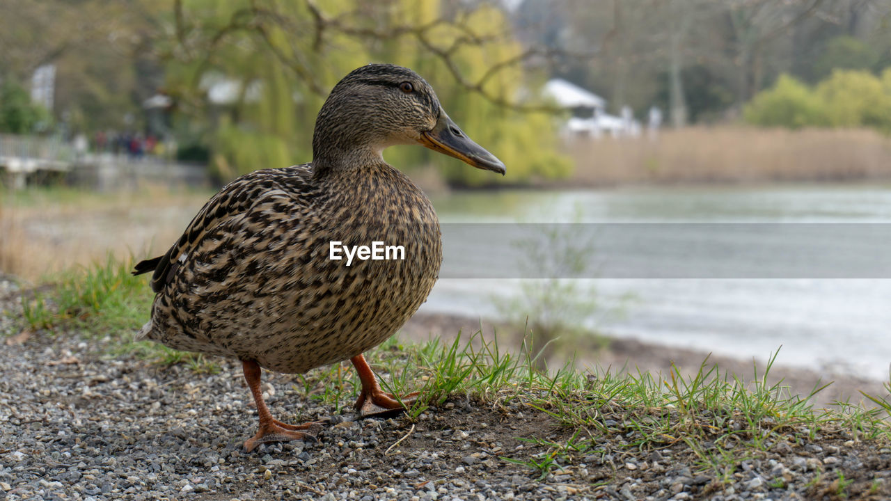 MALLARD DUCK ON THE LAKESHORE