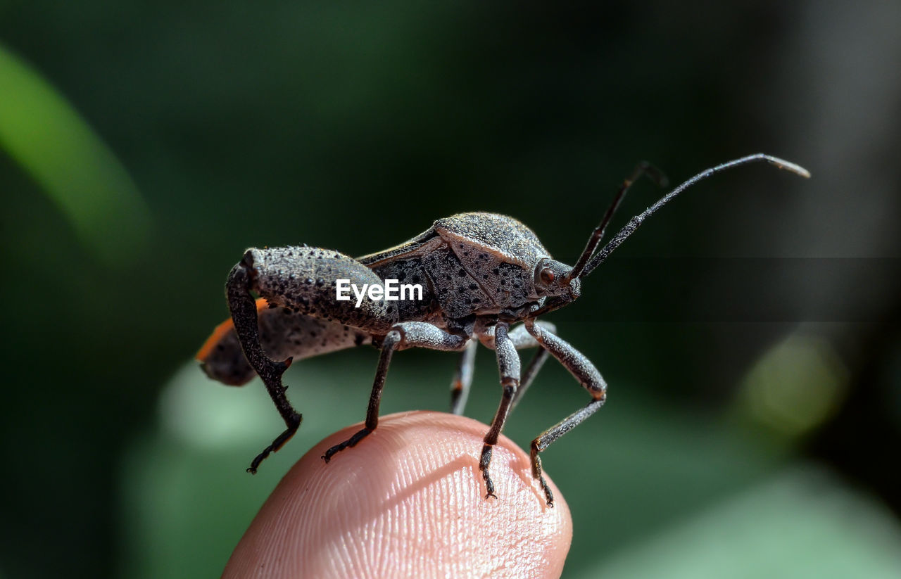 Close-up of bug on cropped finger