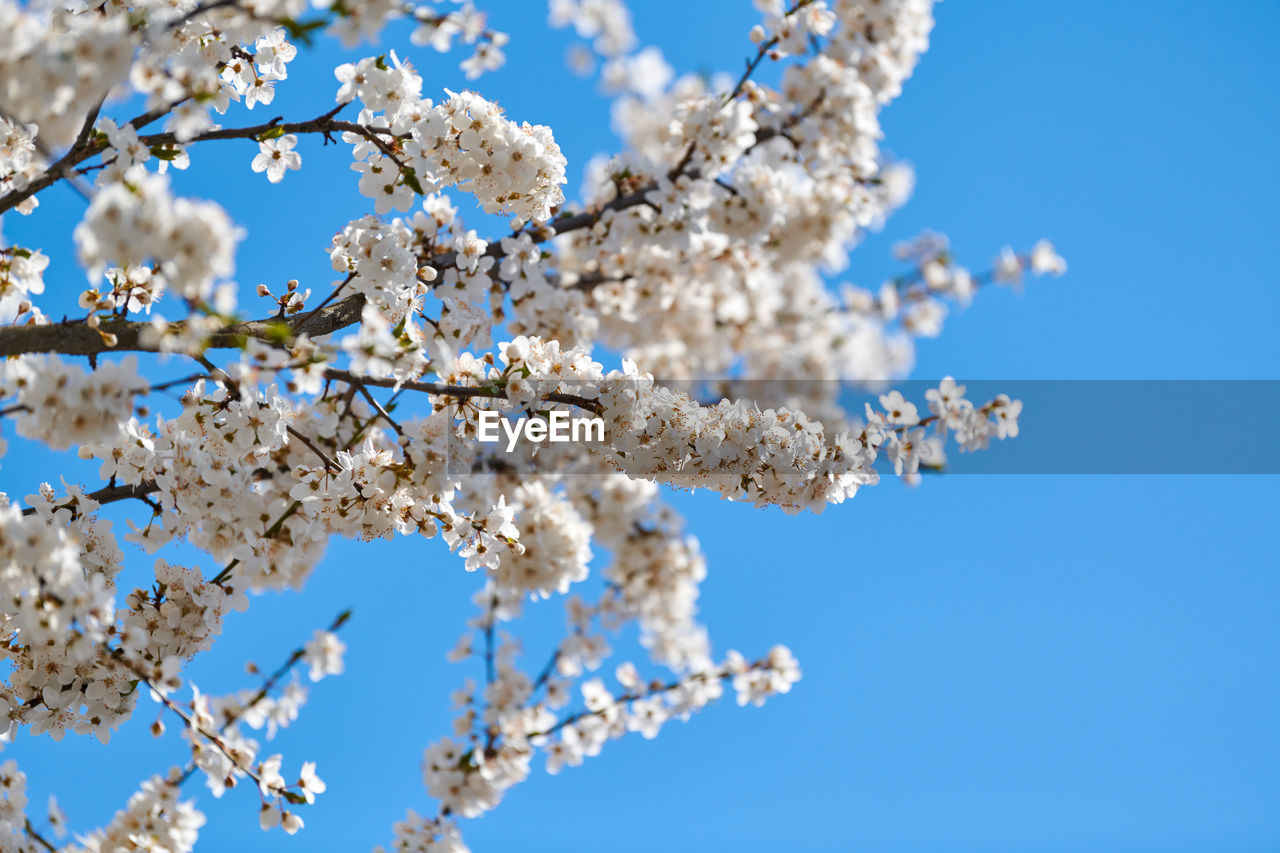 low angle view of cherry blossom against clear blue sky