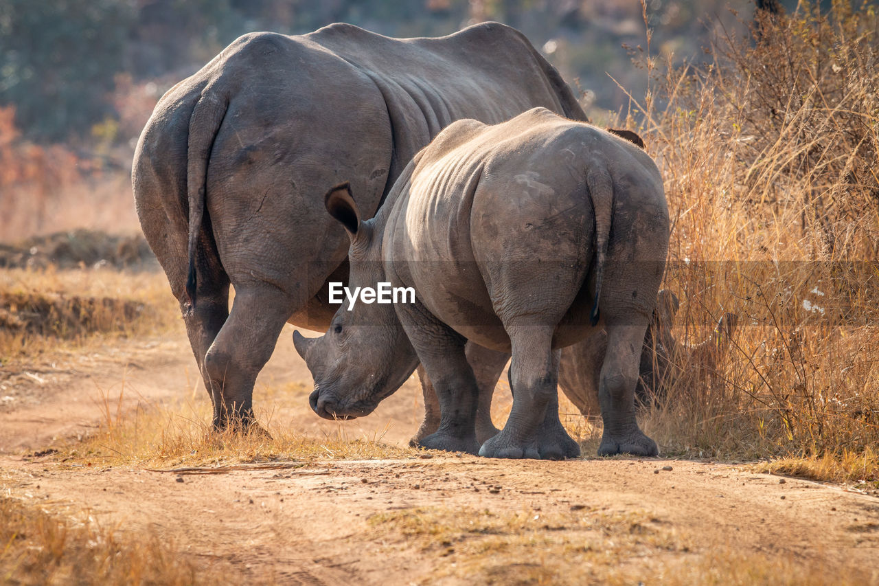 ELEPHANT IN A FIELD